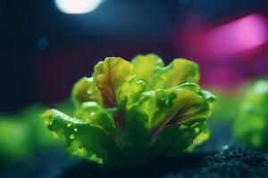 kultivieren frisch Grüns wachsend Grüner Salat unter künstlich uv Licht ai generiert foto