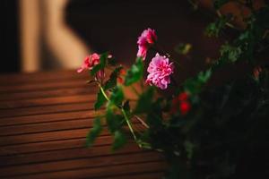 rosa Blume in den Töpfen draußen auf hölzernem Hintergrund foto