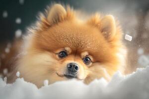 ein süß pommerschen Hund Sitzung im ein Schnee Stapel im das Winter ai generiert foto
