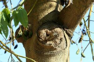 das Struktur und Farbe von das Rinde von ein hoch Baum im ein Stadt Park foto