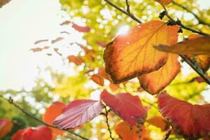 Gelb Herbst Blätter auf ein Baum im ein Park, Nahansicht foto