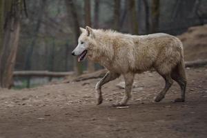 Porträt des arktischen Wolfes foto