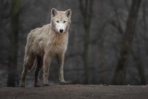 Porträt des arktischen Wolfes foto