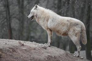 Porträt des arktischen Wolfes foto