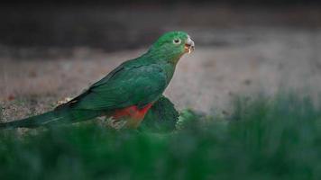 australischer Königspapagei foto