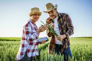 Mann und Frau sind Arbeiten zusammen im Partnerschaft. Sie sind kultivieren Gerste. foto