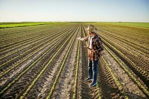 Farmer ist kultivieren Sojabohne auf seine Land. er ist Prüfung Fortschritt von Getreide. foto