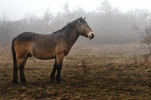 Exmoor Pony im Nebel foto