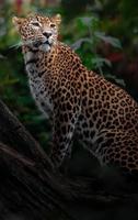 Sri Lanka Leopard foto