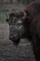 Porträt des amerikanischen Bisons foto