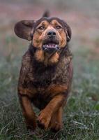 Porträt der alpinen Dachsbracke foto