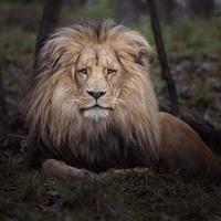 Porträt des Katanga Löwen foto