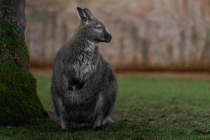 rothalsiges Wallaby foto