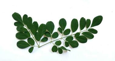 Ast von Grün Moringa Blätter oder daun Kelor, tropisch Kräuter isoliert auf Weiß Hintergrund foto
