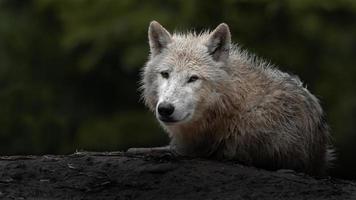 Porträt des arktischen Wolfes foto