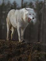 Porträt des arktischen Wolfes