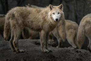 Porträt des arktischen Wolfes foto