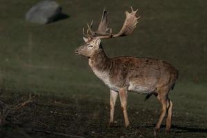 Porträt von Damwild foto