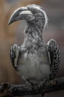 afrikanischer grauer Nashornvogel foto