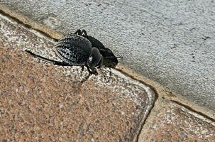 Käfer kriecht entlang Stein Straße auf sonnig Tag foto