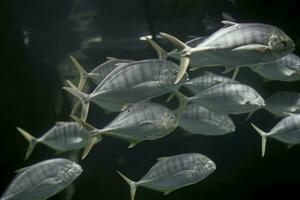 schön unter Wasser Hintergrund mit ein Schule von Fisch. foto