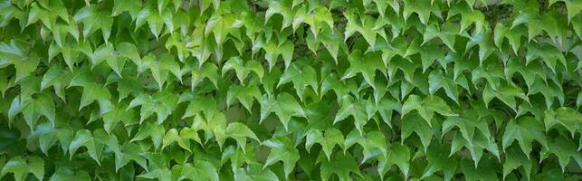 vereinbart worden Blätter von wild Trauben.Banner Hintergrund gemacht von viele Grün Blätter. foto