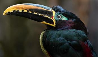 Aracari mit Kastanienohren foto