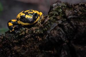 Porträt des Feuersalamanders foto