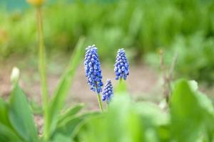 blaue muscari blumenpflanzen frühlingsblütezeit selektiver fokus
