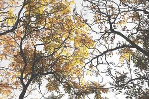 schöner Herbstwald mit gelben Blättern foto