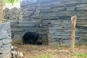 Flachland anoa , Leben im ungestört Regenwald, meistens Leben im Indonesien Wiegen 150 300 kg foto