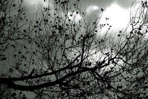 nackte Baumschattenbild gegen den stürmischen Himmel foto