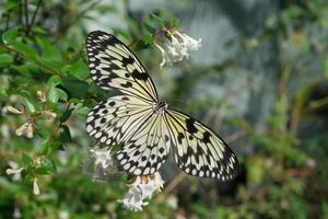 Schmetterling sitzt auf grünen Zweigen im Gewächshaus foto