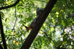 Das rote Eichhörnchen kommt den Stamm eines Baumes herunter foto