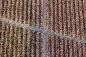 Kreuzung im ein Pfirsich Feld foto