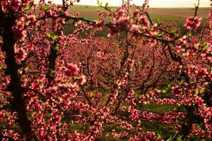 Pfirsichblüte in Spanien foto