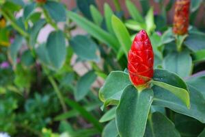 rot kostete uns spicatus oder indisch Kopf Ingwer Blume im das Garten. selektiv Fokus und flach Tiefe von Feld. foto