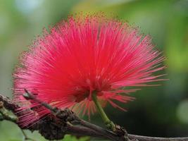 Nahaufnahme einer rosa Blume von Calliandra haematocephala foto