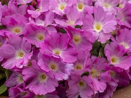 dichte rosa Blüten der Primula hallionii Hybride foto