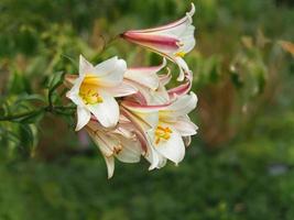 schöne Lilien, die in einem Sommergarten blühen foto