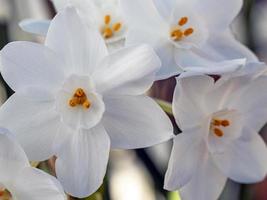 hübsche weiße Narzissen papierweiße Blüten foto