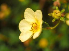 Nahaufnahme einer hübschen gelben Potentilla-Blume foto