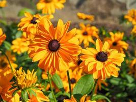 leuchtend gelbe rudbeckia hirta blüht sorte goldlöckchen foto