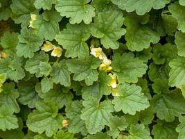 nachlaufende Löwenmaul Asarina Procumbens Blätter und Blüten foto