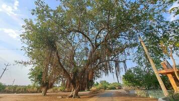 indisch Dorf alt Banyan Baum foto