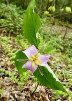 Rosa Trillium, Trillium Grandiflorum f. Roseum foto