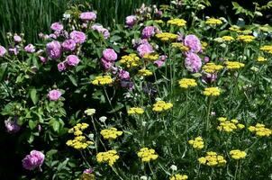 Rosa Rosen und Gelb Schafgarbe im ein Blume Bett. foto