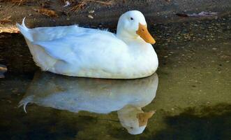 amerikanisch Pekin Ente im ein See foto