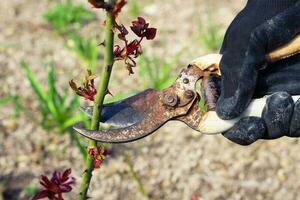 Mann schneidet aus Strauch Rosen alt Garten Schere foto