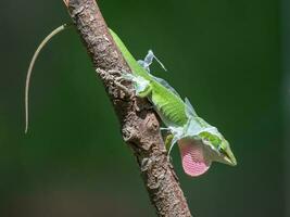 ein Grün anole im ein territorial Anzeige im ein Texas Garten. foto